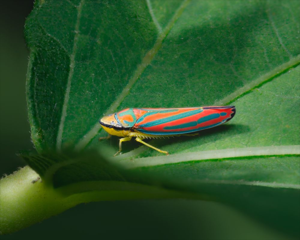 A brightly colored leafhopper insect rests on the smooth surface of a green leaf, its body sharply detailed against the softly blurred background. The insect’s elongated wings are patterned in vivid turquoise and crimson stripes, with touches of orange creating an almost geometric design that looks hand-painted. Its head is yellow with a thin, bold black line running across the eyes, giving it a masked appearance. Slender yellow legs grip the leaf’s surface near a central vein that runs diagonally through the frame. The leaf itself shows fine textures, ridges, and veins, its rich green tones contrasting dramatically with the insect’s electric palette. The image captures a sense of stillness and delicacy, highlighting the almost surreal beauty of this tiny creature in its natural environment.
