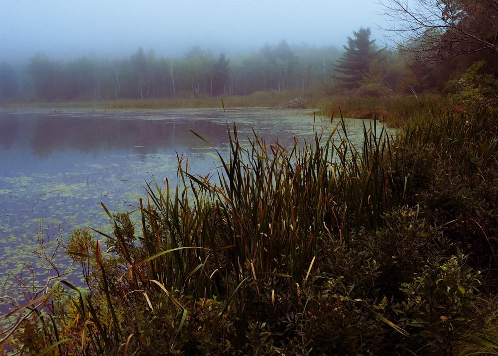 A mist-shrouded wetland scene captured in soft, subdued light. In the foreground, tall reeds and grasses rise from the water’s edge, their vertical lines forming a textured barrier between viewer and pond. Dense shrubs and leafy vegetation fill the lower right corner, adding layers of green and brown tones. The water is calm and partially covered with patches of duckweed or algae, forming a mottled surface that reflects the muted sky. Toward the left, the pond stretches into the distance, bordered by a forest of deciduous and coniferous trees. A gentle fog hangs low across the landscape, softening outlines and creating a dreamlike atmosphere. Slightly above center, a beaver den is visible near the far shore — a mound of sticks and branches nestled at the water’s edge, partially obscured by reeds and mist. A single pine tree stands taller than the rest, slightly right of center, its dark silhouette contrasting with the pale fog. The overall mood is tranquil and introspective, evoking early morning stillness, untouched nature, and the quiet industry of wetland life.