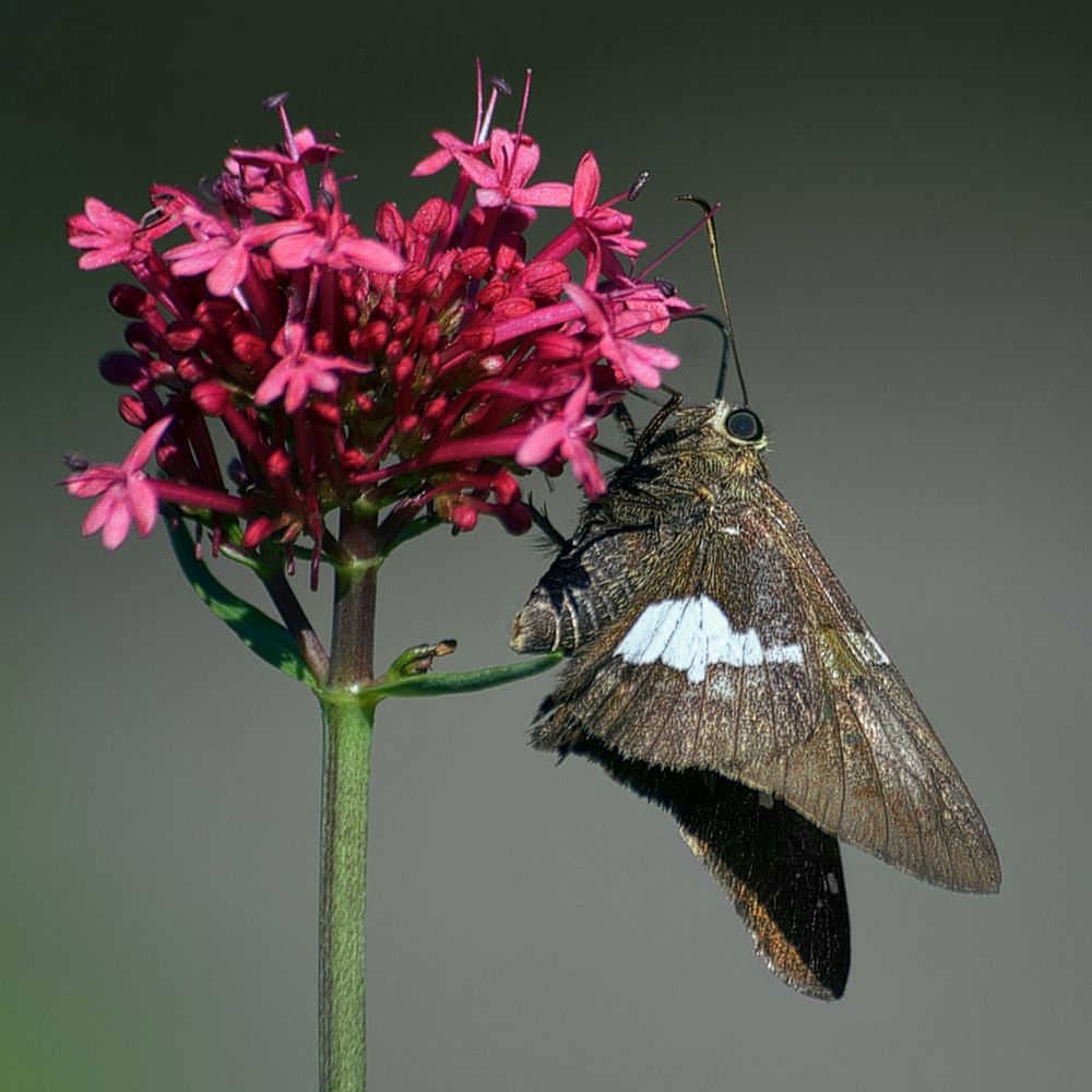 A dusky brown butterfly with a distinctive white patch on its hindwing, identified as a Silver-spotted Skipper (Epargyreus clarus), clings to the lower edge of a vibrant red valerian flower cluster. The butterfly’s large, rounded eye and short, hooked antennae are clearly visible, and its slender proboscis extends into the clustered tubular flowers in search of nectar. The forewings are streaked with subtle lighter markings, while the hindwings showcase the namesake silver-white spot. Its body is hairy and compact, built for quick, darting flight. The flower — a dense explosion of tiny, star-like blossoms — radiates shades of crimson and magenta, with long, slender petals and prominent stamens, all supported by a sturdy green stalk with a slight curve near the top. The background is a smooth, out-of-focus gradient of soft gray-green, which isolates and emphasizes the rich textures and colors of the butterfly and flower. The image is sharply focused, capturing fine details such as the veins in the butterfly’s wings and the delicate structure of the blossoms.