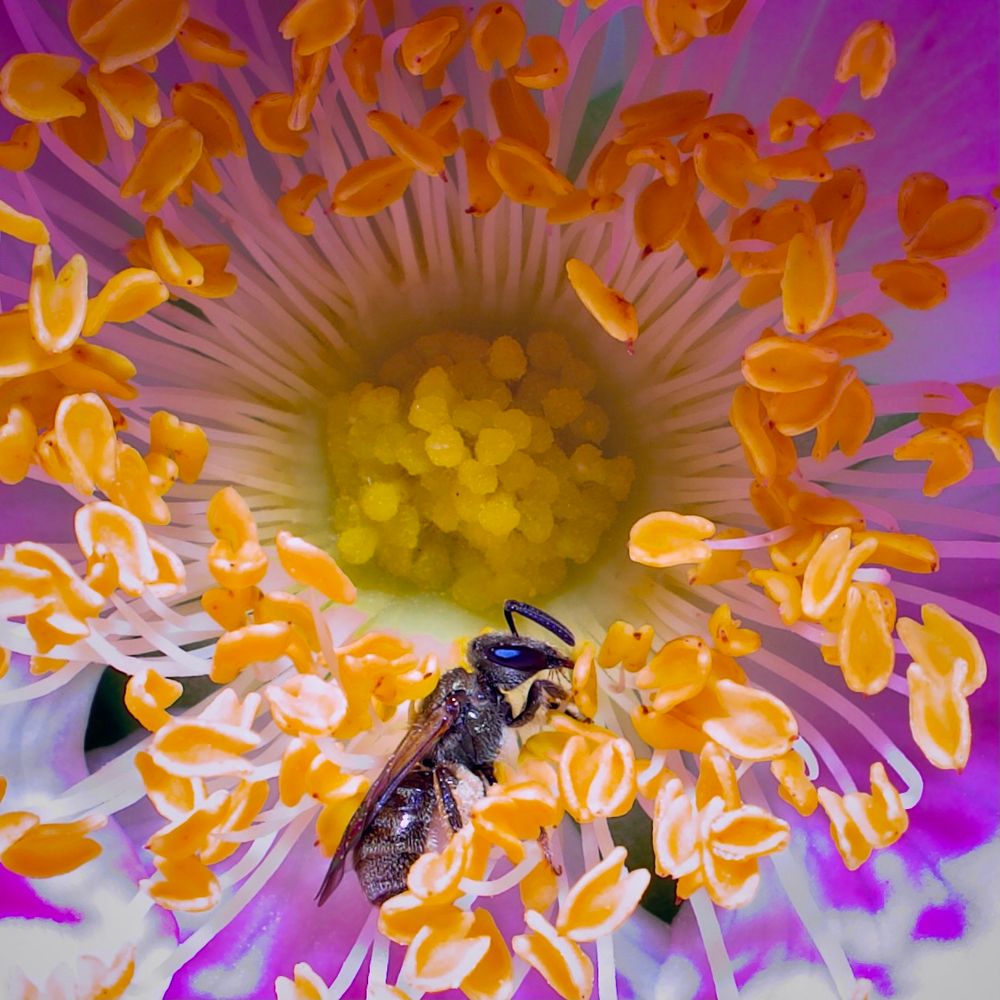 A highly detailed, close-up macro photograph of a small bee nestled deep within the vibrant reproductive structures of a flower, likely a beach rose. The image is bursting with vivid, natural color and extreme clarity. The flower’s central disc is a rich, lemon-yellow cluster of pollen-producing structures (stamens and possibly the stigma), surrounded by a dense halo of orange anthers on slender white filaments that radiate outward like a sunburst. These filaments are tipped with thick, curling yellow-orange anthers, many of which are dusted with pollen grains. Petals in the background transition from pale lavender to magenta and soft pinks, blending into each other in radiant, almost luminous gradients. The lighting enhances the saturation and brings a glowing quality to the flower’s interior. At the heart of this floral vortex, a small, dark-colored bee — perhaps a sweat bee or another solitary species — clings to the lower portion of the anther ring. Its black body is slightly iridescent, with reflective textures on its thorax and wings. Its head is partially obscured by surrounding filaments, but one antenna and a shiny eye are visible. The bee appears actively foraging, its legs tucked under its body and dusted with bright yellow pollen. The composition centers tightly on the flower’s interior, creating a sense of immersion and intimacy. The photo captures both the delicate complexity of plant anatomy and the intricate relationship between pollinator and bloom, rendered in breathtaking detail and natural, saturated color.
