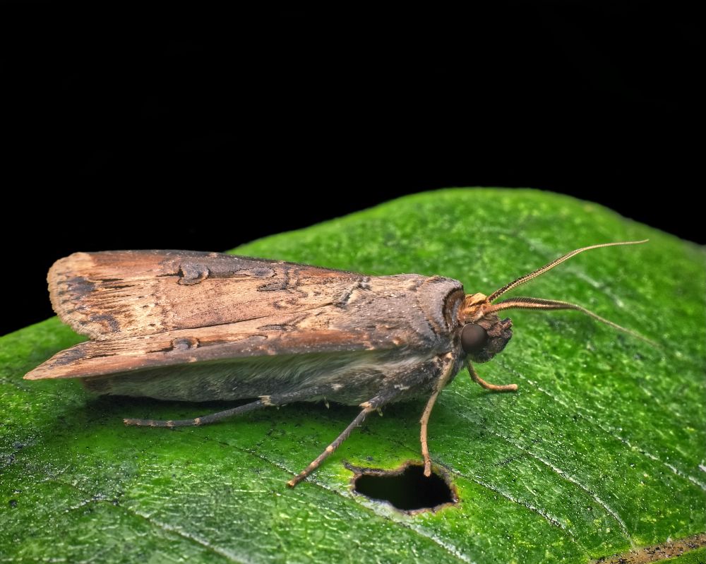 A highly detailed macro photograph showcases an Agrotis ipsilon, also known as the dark sword-grass moth or black cutworm moth, perched motionless on a richly textured green leaf. The moth’s forewings are folded tightly over its back, displaying a muted palette of earthy tones—light brown, dusky tan, and shadowed gray — mottled in a pattern that mimics weathered wood or dried foliage. Faint sword-shaped marks run diagonally across each wing, a subtle but characteristic feature of this species. The edges of the wings are slightly ragged, with fine, darker streaks near the outer margins that enhance the illusion of bark or dead leaf camouflage. The moth’s thorax is rounded and fur-covered, blending seamlessly into its body. Its large, spherical eyes are dark and glossy, absorbing light against its matte face. Extending from its head are two long, slender, threadlike antennae with fine segmentation, slightly curved and poised forward with delicate symmetry. Its front legs rest lightly on the leaf, while its body tapers toward the rear, partially obscured beneath the folded wings. The moth rests on a vivid green leaf, glossy and thick, with pronounced veins forming a natural network across its surface. A single dark hole near the base of the moth suggests prior feeding or environmental wear, grounding the scene in the reality of a living ecosystem. The background is deep, seamless black, which isolates the moth and leaf in luminous, sculptural focus. The contrast brings out every textural detail — the scales on the wings, the shimmer on the antennae, the tiny hairs on its legs. Though often overlooked, Agrotis ipsilon plays a dual role in nature — both pollinator and agricultural pest in its larval form. This adult, in still repose, conveys themes of disguise, endurance, and transformation. It is a creature built for survival, its quiet beauty cloaked in the colors of decay, hiding in plain sight.