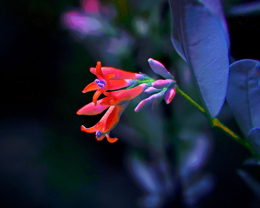 A luminous, otherworldly close-up of a small tubular flower, captured in full-spectrum infrared. The image centers on a delicate cluster of narrow, elongated petals unfurling in vibrant hues of electric crimson, magenta, and glowing violet, with surreal undertones of cyan and green at the base of each blossom. The flower emerges from a stem surrounded by slender buds still tightly closed, their pastel pinks contrasting with the deep shadowed background. The leaves, which appear in cool shades of steel blue and muted lavender, create a dreamlike foil for the vivid bloom. Subtle iridescent highlights and the absence of true green tones give the photograph a distinctly psychedelic quality. The dark background — almost black — accentuates the flower’s unnatural glow, evoking a sense of quiet rebellion and ethereal resilience. The composition feels suspended in time, as if the plant has transcended ordinary biology and now exists in a dimension shaped by light and resistance.