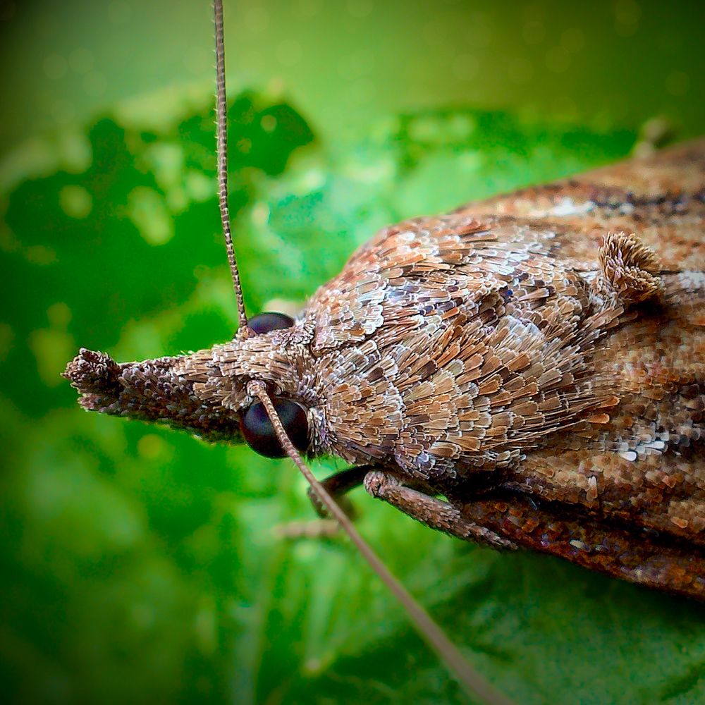 A highly detailed macro photograph captures a close-up view of a moth resting on a green leaf, revealing the astonishing texture and camouflage of its body. The moth’s forewings and thorax are covered in a complex mosaic of brown, tan, gray, and cream-colored scales, creating an appearance reminiscent of bark, dead leaves, or lichen — an evolutionary marvel of natural mimicry. Its head is adorned with a rough, snout-like projection, blending seamlessly into the texture of its upper body and resembling a piece of twig or wood, while its two large, bulbous black eyes gleam with a subtle purplish hue, reflecting ambient light. Fine antennae curve forward from its head, covered in evenly spaced segments and tapering to a point. The background is softly blurred, composed of lush green foliage with specks of yellow light, creating a dreamy, vibrant contrast that enhances the moth’s earthy, muted palette. The insect appears still and unbothered, almost meditative in its camouflage, embodying a profound stillness in its natural environment. The image highlights the quiet resilience and hidden beauty of overlooked life forms, drawing attention to the often invisible wonders of the natural world.