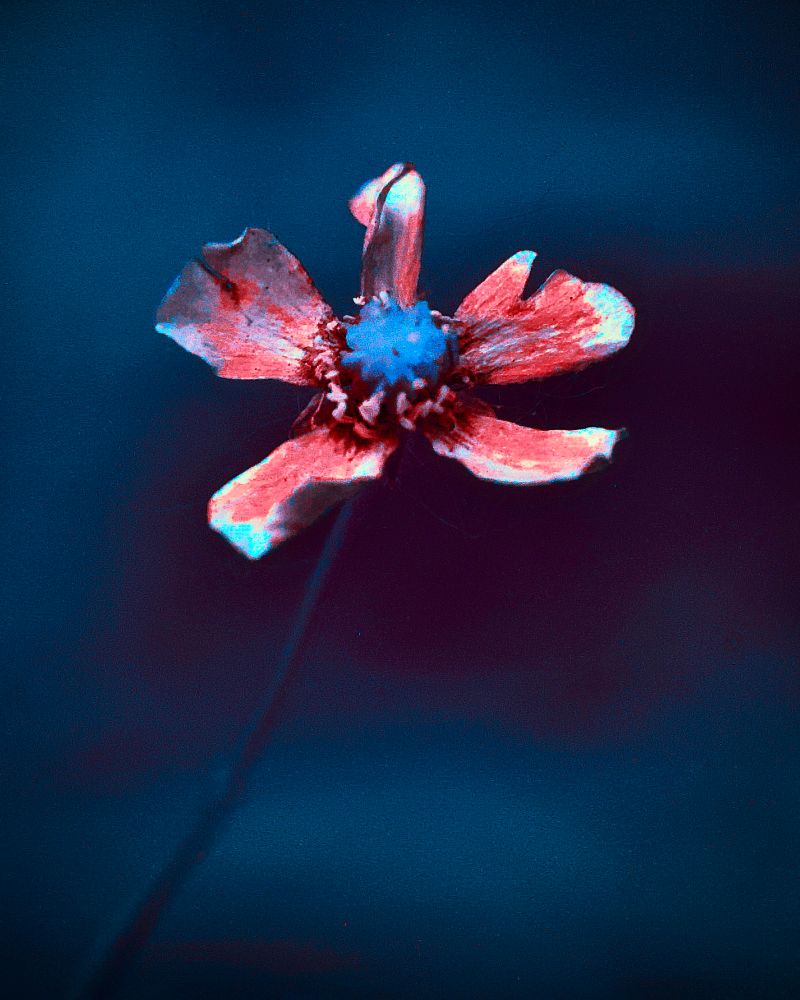 This full-spectrum infrared photograph features a single wildflower suspended in an otherworldly void of rich, unnatural color. The flower, centered against a smooth, gradient backdrop of deep cerulean and violet hues, seems to float weightlessly. Its five misshapen petals are rendered in glowing coral and electric red, their delicate textures and subtle tears hinting at both vulnerability and persistence. The center of the flower bursts with an intense, luminescent blue — an almost radioactive contrast to the surrounding warm tones — drawing the eye immediately inward. A thin, ghostlike stem trails down from the bloom, fading into the surreal background, which lacks any discernible horizon or environmental reference points, heightening the dreamlike atmosphere. The infrared processing strips away natural expectations of color, replacing them with a psychedelic palette that evokes both alienation and awe. The bloom appears both fragile and defiant, its luminous presence a quiet act of rebellion in a space that feels detached from time and reality. The flower’s imperfect symmetry and battered edges echo themes of survival, resistance, and transformation. It is not just a botanical subject — it is a symbol of fierce independence glowing defiantly in a dimension forged by spectral light and refusal to fade.