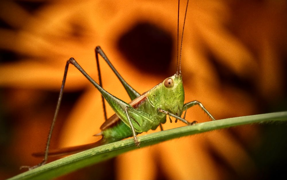 A vibrant close-up macro photograph of a green katydid perched delicately on a blade of grass. The katydid’s translucent body reveals intricate details — its segmented legs, fine antennae, and speckled thorax are clearly visible. Its large, round, pinkish-tan eyes stare intently ahead, giving the insect a watchful expression. Its leaf-like wings are neatly folded along its back, mimicking the structure and coloration of plant material. The background is a rich, out-of-focus sea of orange petals, likely from a black-eyed Susan or similar flower, with a dark central disk, creating a warm, glowing bokeh effect that contrasts beautifully with the insect’s vivid green body. The shallow depth of field isolates the katydid against the blurred floral backdrop, enhancing the sense of intimacy and immediacy in this natural scene. Fine details such as the minuscule spines on its legs and the delicate veins in the grass blade are sharply rendered, showcasing the precision of macro photography. The overall composition captures both the elegance and strangeness of insect life in an almost surreal, painterly atmosphere. 