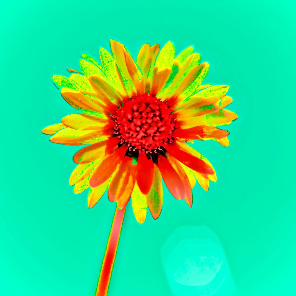 A full-spectrum infrared photograph presents a single, vividly stylized flower — likely a daisy or blanket flower—floating in an otherworldly sea of saturated cyan. The image is hyperreal and surreal, its colors radically altered by the infrared spectrum, turning a simple botanical subject into a psychedelic vision. The flower’s central disc is an intense, glowing crimson, almost pulsating with visual energy, while its petals radiate outward in vibrant hues of orange, yellow, red, and lime green. The topmost petals are edged in a neon yellow-green glow, suggesting either new growth or ultraviolet reflection invisible to the human eye but captured in this spectrum. The petals themselves seem to vibrate with color, their delicate textures rendered with an almost digital sharpness, as if heat or radiation were emanating from their surfaces. Subtle speckles and gradients hint at hidden structures, pollen, or veins usually lost in visible light. The stem, narrow and vertical, carries the same exaggerated palette — primarily red and orange with yellow highlights — like a glowing thread linking earth and sky. It enters from the bottom of the frame and draws the eye toward the vibrant bloom at center. In the lower right corner, a pale aqua-green lens flare adds to the image’s dreamlike quality. Set against a pure, flat teal background that offers no context or depth, the flower appears suspended in an alternate dimension — isolated but radiant. The absence of environmental detail enhances the surrealism, forcing full attention onto the electrified subject. The overall effect is both beautiful and defiant: the flower is no longer passive or decorative — it commands space with intensity and presence, transformed into a beacon of life, resistance, and mystery under infrared light.