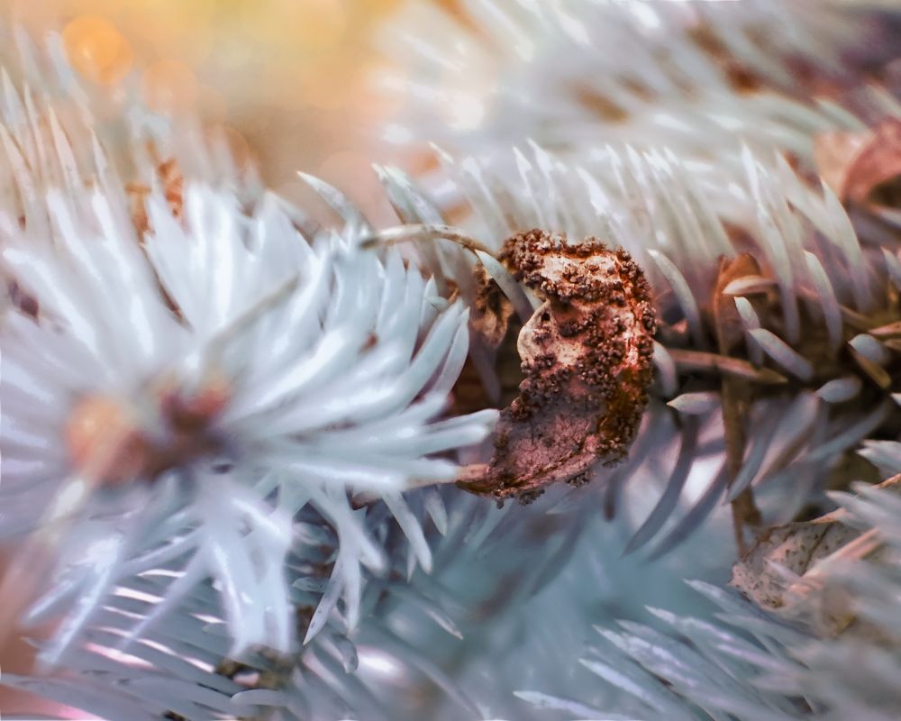 This is a full-spectrum infrared photograph capturing a close-up of a coniferous plant, possibly a pine or spruce branch, with needle-like leaves. The infrared effect renders the needles in an ethereal, icy blue-white hue, creating a surreal, dreamlike atmosphere. The background consists of softly blurred golden and amber tones, forming a warm contrast against the cool foreground. Among the spiky needles, there is a decaying brown leaf with a curled, brittle texture, speckled with patches of dirt or fungal growth, suggesting decomposition. The intricate details of the leaf’s veins and edges are visible, adding an organic, time-worn element to the otherwise otherworldly scene. The depth of field is shallow, emphasizing the sharp, spiny structure of the foreground needles while allowing the background to dissolve into soft, glowing orbs of light. The interplay of color, texture, and light creates an uncanny fusion of organic decay and unnatural vibrancy, as if the image exists in a reality subtly misaligned from our own.
