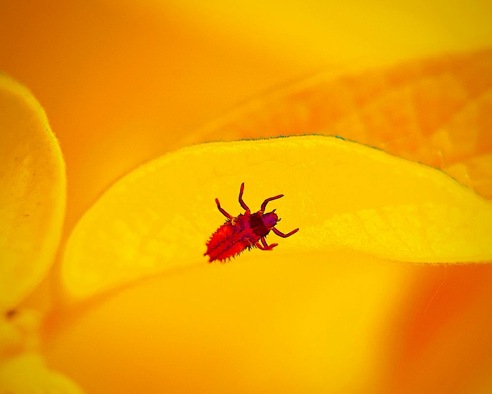 A full-spectrum infrared macro photograph reveals an intense and surreal close-up of a small insect perched on a luminous yellow leaf. The image radiates with psychedelic vibrancy, transforming a quiet natural moment into an electrified vision from an alternate dimension. The insect, a Ladybug larva, is rendered in striking shades of magenta, crimson, and violet — its spiny body and segmented legs vividly outlined against the saturated yellow of the leaf beneath it. The leaf’s delicate structure is visible through a translucent glow, with vein patterns softly diffused in tangerine hues, giving it an almost molten appearance. The background bleeds into gradients of amber and orange, devoid of sharp detail, drawing the viewer’s focus entirely to the minute subject and its radiant perch. The contrast between the insect’s sharp magenta form and the glowing gold of its surroundings creates a sense of both harmony and tension — like witnessing a micro-rebellion set against a celestial canvas. The exaggerated coloration and sharp focus on the insect imbue it with monumental presence, suggesting themes of overlooked strength, resilience, and the radical significance of even the smallest forms of life. The image transcends traditional nature photography, turning a simple moment into a vision of resistance, wonder, and surreal biological poetry.