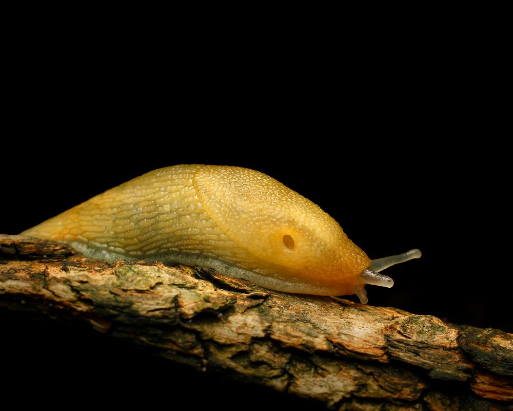 A striking macro photograph of a golden slug crawling slowly across a piece of textured, weathered bark against a pitch-black background. The slug’s body glistens with subtle iridescence, its semi-translucent skin illuminated by soft, directional lighting that accentuates the intricate network of wrinkles and ridges along its mantle and foot. Its rich amber and ochre tones transition seamlessly from a deeper orange near the head to a paler yellow toward the back. Two pairs of tentacles extend from the head — one short, one long — both translucent and tipped with glistening points. A small breathing pore, or pneumostome, is clearly visible on the right side of its mantle, just behind the head, highlighting the anatomical detail. The bark beneath is cracked and mottled with patches of mossy green and gray, its fibrous layers rough and organic, contrasting the slug’s soft, moist form. The stark black background isolates the subject completely, giving the composition a dramatic, studio-like clarity and an almost surreal presence. The overall effect evokes a sense of quiet persistence, alien grace, and the delicate power of life moving slowly but inexorably forward.