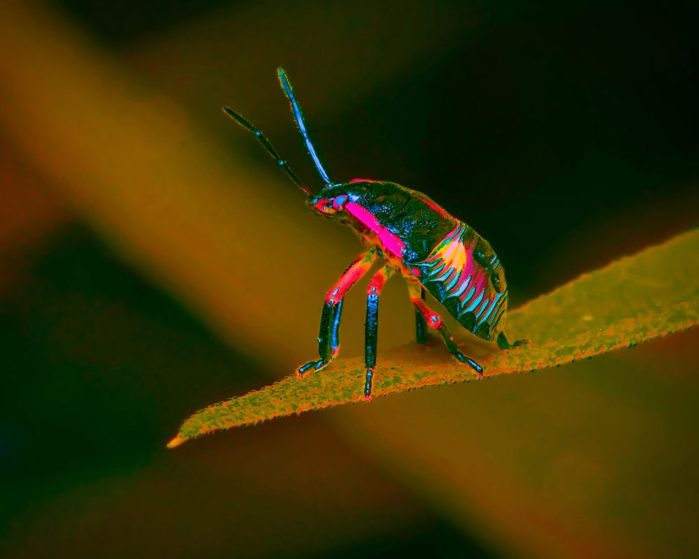 A close-up macro photograph of a small, vividly colored insect standing on the edge of a narrow green leaf against a dark, softly blurred background. The insect’s body exhibits an intense, surreal spectrum of neon-like hues, with glowing cyan-blue highlights along its antennae, legs, and edges of its exoskeleton, contrasted by radiant hot pink and magenta along its joints, underside, and parts of its thorax. Its abdomen is patterned with iridescent streaks of yellow and turquoise, resembling refracted light or oil-slick colors. The legs are long and slender, tipped with fine claws, and poised in a way that suggests it is alert or preparing to move forward. The background gradients shift from deep black to muted greens and ochres, making the insect’s electric colors appear almost luminescent, as if lit from within or transformed through a psychedelic filter. The focus is sharp on the insect and the front edge of the leaf, fading into a velvety bokeh that isolates the subject in a dreamlike, otherworldly scene.