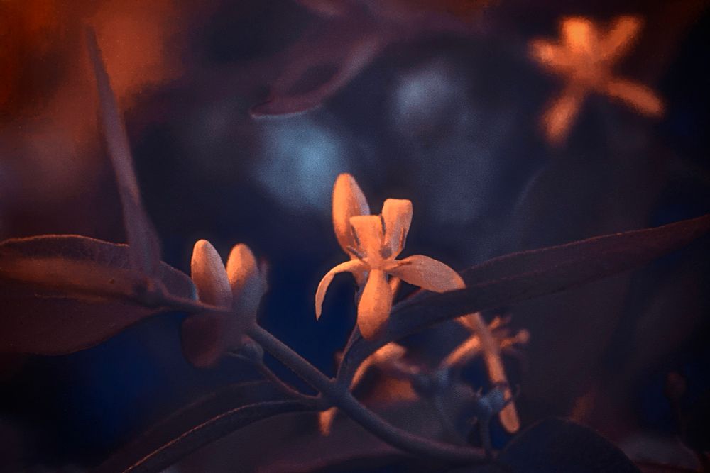 This full-spectrum infrared photograph presents an otherworldly close-up of delicate star-shaped flowers emerging from slender stems and elongated leaves. The color palette defies natural expectations, transforming familiar botanical forms into an alien dreamscape. The petals glow in hues of warm amber and peach, radiating against a deep, surreal backdrop of violet, navy, and near-black shadows. The infrared treatment lends a luminous translucency to the blossoms, as if lit from within, while the leaves and background elements dissolve into velvety gradients of cool tones, further emphasizing the strange beauty of the flower in sharp focus. The soft bokeh and shallow depth of field isolate the central bloom, creating an ethereal, floating sensation, as though the flower exists in an alternate dimension untouched by time or decay. This hauntingly beautiful image blurs the boundary between the organic and the fantastical, evoking a sense of quiet and mystery through its transcendent, unnatural color and light.