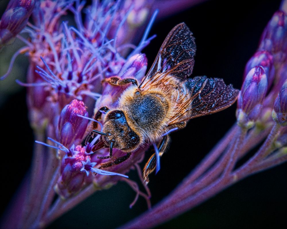 A honeybee, dusted with golden pollen, is captured in stunning close-up as it feeds on the intricate blossoms of a Joe-Pye Weed flower. The bee’s fuzzy thorax glows with warm amber tones, sharply contrasted against the deep black background. Its translucent wings, veined and glistening, catch the light with hints of violet and bronze. The bee’s bent legs grip the blossom, while its proboscis delicately probes the flower for nectar. The Joe-Pye Weed flowers are a riot of magenta and lilac, with clusters of spindly stamens erupting from tight buds. The image’s high detail reveals the iridescent textures of the bee’s exoskeleton and the fine, hair-like structures of the flower’s reproductive parts, creating an otherworldly, almost psychedelic visual effect. The composition is intimate and electric, immersing the viewer in the surreal beauty of pollination in action.