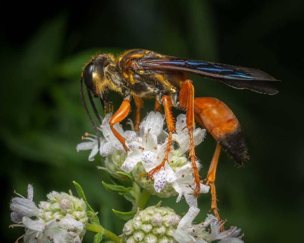A vivid macro photograph shows a striking wasp perched delicately on a cluster of small, white, five-petaled flowers, each bloom dusted with pale lavender speckles. The insect is a Great Golden Sand Digger wasp (Sphex ichneumoneus), a solitary species known for its brilliant coloration and bold form. Its body is a sleek, segmented composition of iridescent copper, fiery orange, and jet black. The wasp’s head is round and robust, covered in short golden hairs, with large, dark, reflective compound eyes and two long, curved black antennae sweeping forward into the air like sensitive feelers. The thorax glows with metallic gold and bronze hues, while its narrow waist and elongated abdomen taper into a deep black point ringed with orange segments. Its translucent wings are held flat against its back, shimmering faintly with purples and blues. The orange legs, spindly and jointed, are covered with fine hairs and clutch gently at the flower petals. The white flowers bloom in dense clusters, their petals soft and fringed, and their green calyxes densely packed beneath. Fine dew or pollen grains coat some petals. In the background, deep green foliage melts into soft shadow, placing full focus on the wasp and the flowers in radiant, surreal clarity. The composition highlights the tension between the wasp’s powerful anatomy and the delicate blossoms, capturing an electric stillness that radiates both fragility and force. This species, though fearsome in appearance, is non-aggressive toward humans. Females dig burrows in sandy soil and provision their nests with paralyzed katydids or crickets as food for their larvae — a powerful example of precision, instinct, and evolutionary brilliance hidden in the quiet brilliance of summer wildflowers.