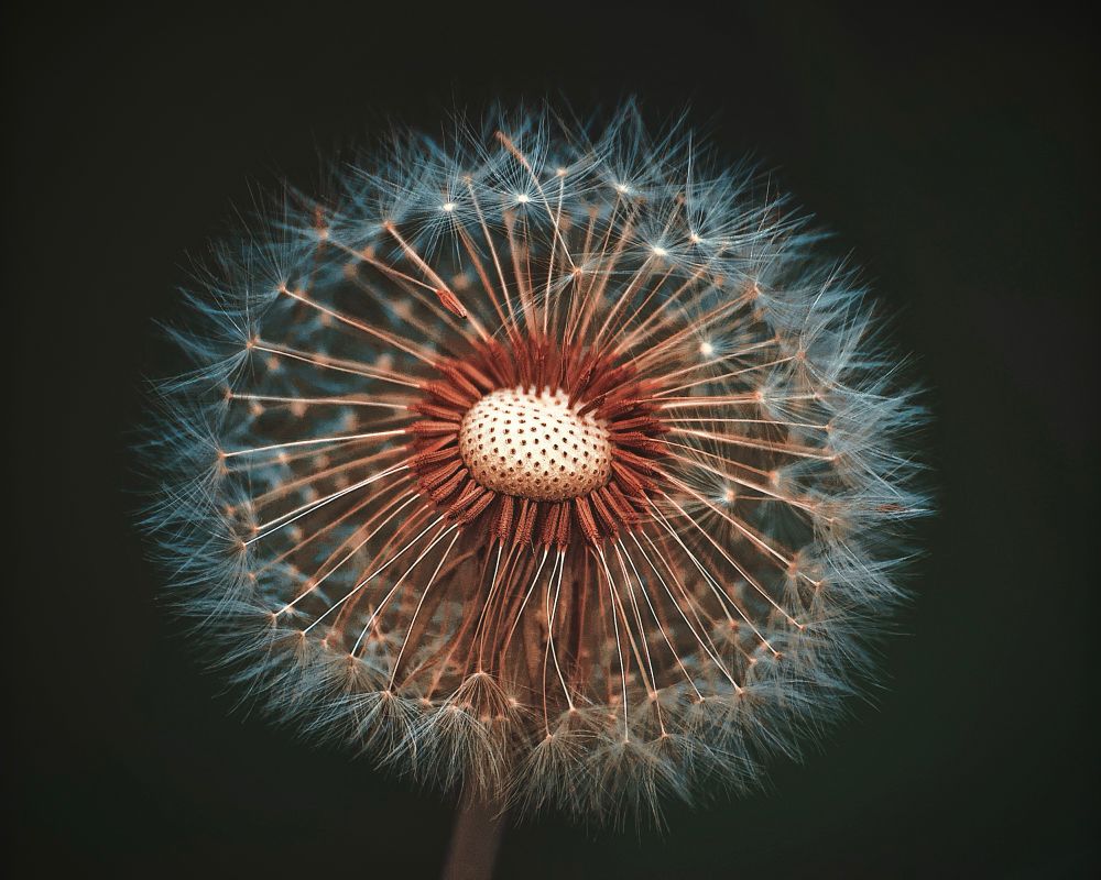 A close-up image of a dandelion seed head, showcasing its intricate structure. The dandelion is in full bloom, with a spherical shape composed of numerous delicate, wispy white seeds radiating outward from a central brownish seed cluster. The seeds are arranged in a symmetrical pattern, each attached to fine, hair-like filaments that catch the light. The background is dark and blurred, emphasizing the dandelion's soft textures and the contrast between the light seeds and the darker backdrop. The overall impression is one of fragility and beauty in nature.