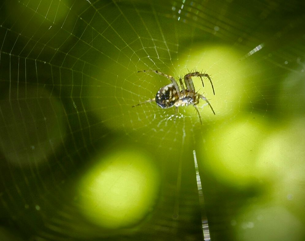 A close-up photograph of a spider suspended at the center of its delicate web. The spider’s body is small, with a rounded, glossy abdomen patterned in dark browns and lighter markings that glisten in the light. Its spindly legs, covered in fine bristles, are poised outward, gripping the nearly invisible silk threads that radiate around it in a precise geometric pattern. The web stretches across the frame, its radial and spiral threads faintly catching the light. The background is softly blurred in vibrant shades of green and yellow, suggesting leaves or sunlight filtering through foliage, creating a glowing, dreamy effect that contrasts with the sharp focus on the spider. The composition draws the eye to the intricate web and the spider at its heart, evoking both fragility and quiet strength.