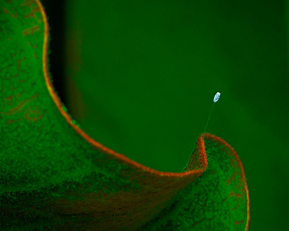 A single, delicate green lacewing egg balances at the end of a long, slender, translucent filament that arcs upward from the curling tip of a green leaf. The egg is minuscule and translucent white, hovering like a tiny teardrop above the vibrant, velvet-textured leaf. The leaf itself is covered in fine hairs and edged with a thin line of rust-red coloration, its surface undulating in soft waves like a cresting ocean. The background is a deep, smooth green, rendering the egg and leaf in sharp contrast and giving the image a serene, almost surreal atmosphere. The image captures an intimate, nearly invisible moment in nature with extraordinary clarity and composition — emphasizing the fragility, elegance, and strangeness of life at a microscopic scale.
