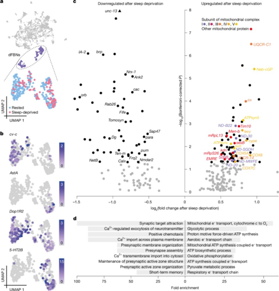 Mitochondrial origins of the pressure to sleep - Nature