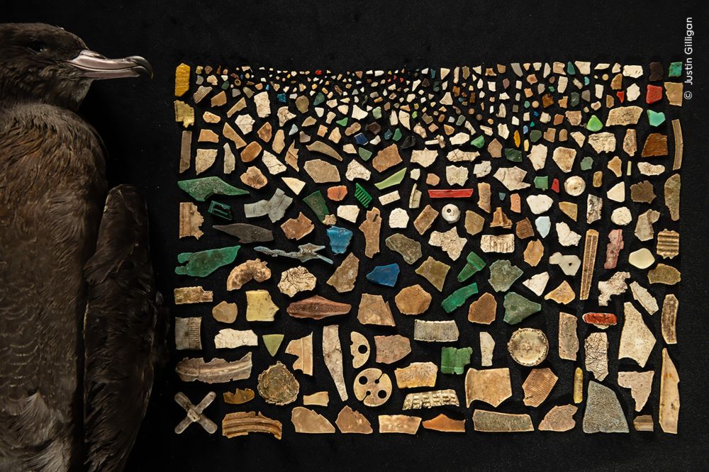 A Diet of Deadly Plastic |  Wildlife Photographer of the Year | Natural History Museum