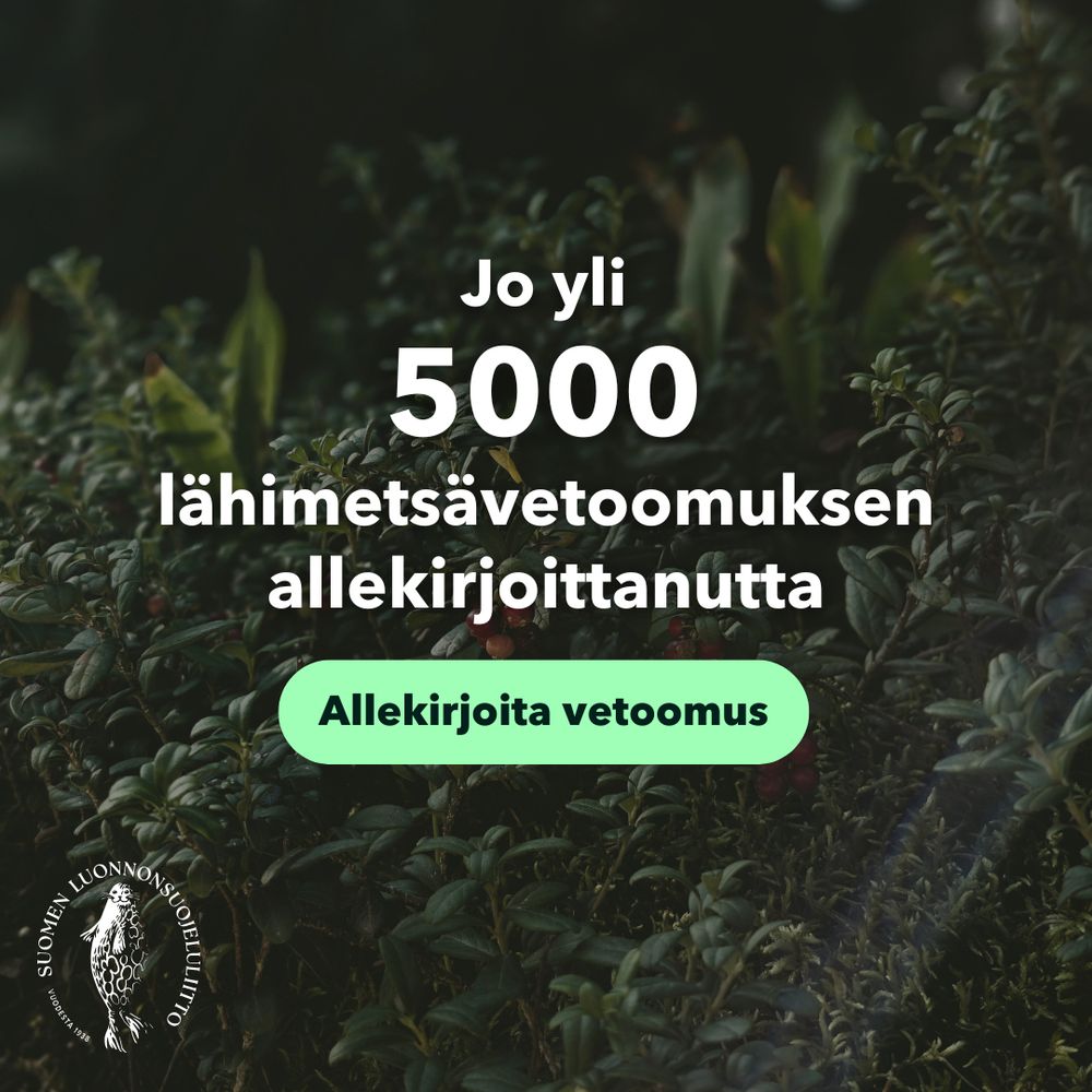 Kuvassa on puolukanvarpuja ja kuvassa lukee "jo yli 5000 lähimetsävetoomuksen allekirjoittanutta" ja kehotetaan allekirjoittamaan vetoomus. 