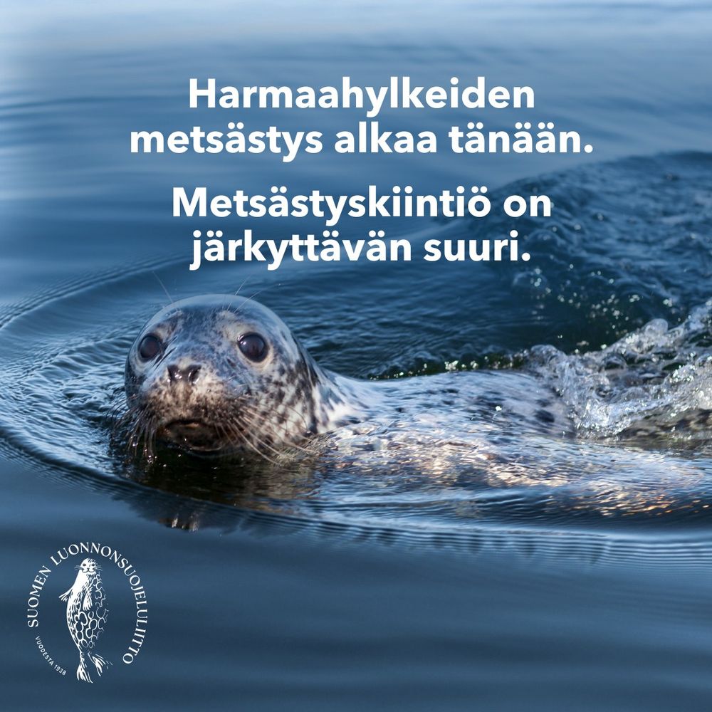 Harmaahylje ui Itämeressä.
