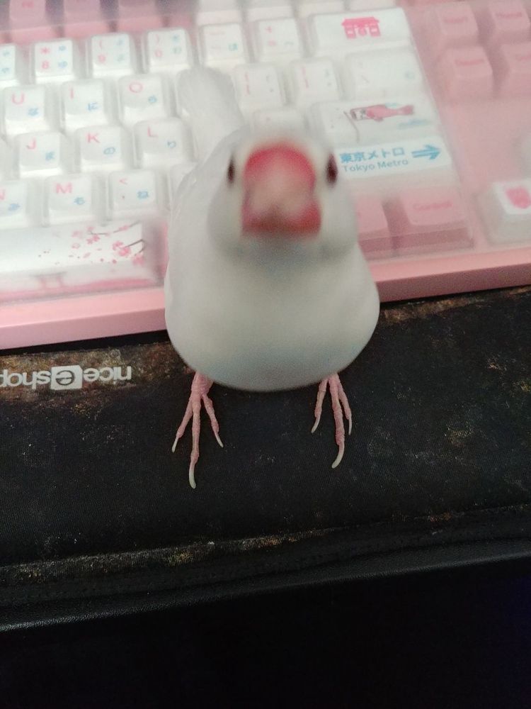 Blurry picture of a small cute Java Sparrow. He is aiming to perch on the phone