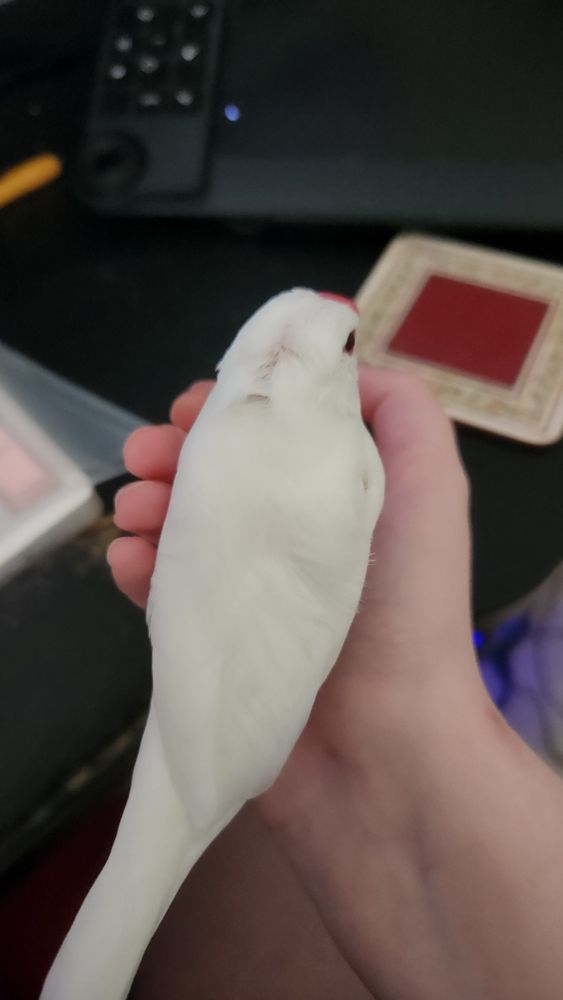 small white java sparrow bito snuggled in a human's hand