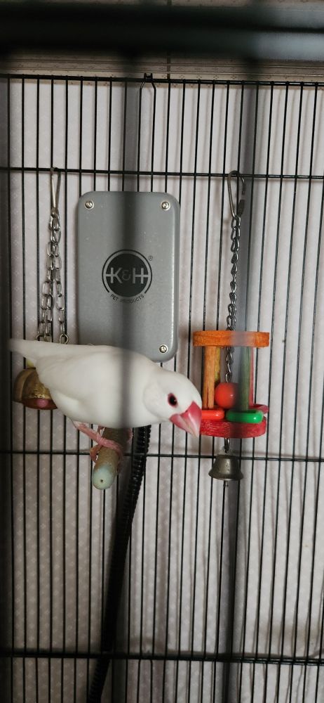 Small white java sparrow bito on a blue cage perch. he is bent down as if ready to pounce the moment the door opens