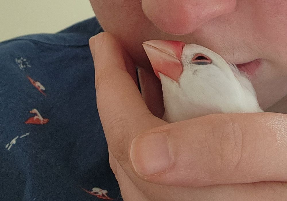 small white java sparrow bito being held in a hand and kissed on the back of the head 