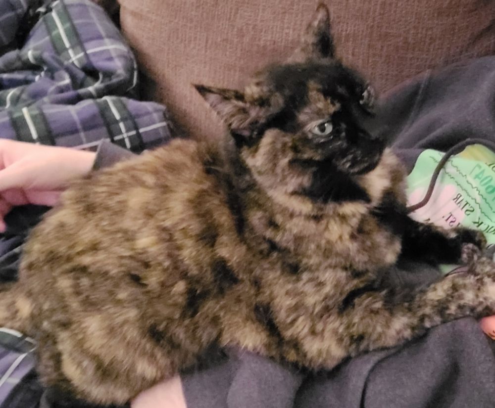 Lower quality photo of the same tortoiseshell cat (CODENAME: LANA) on a Meeba's chest