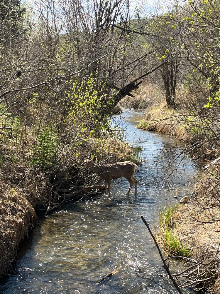 Deer in creek. 