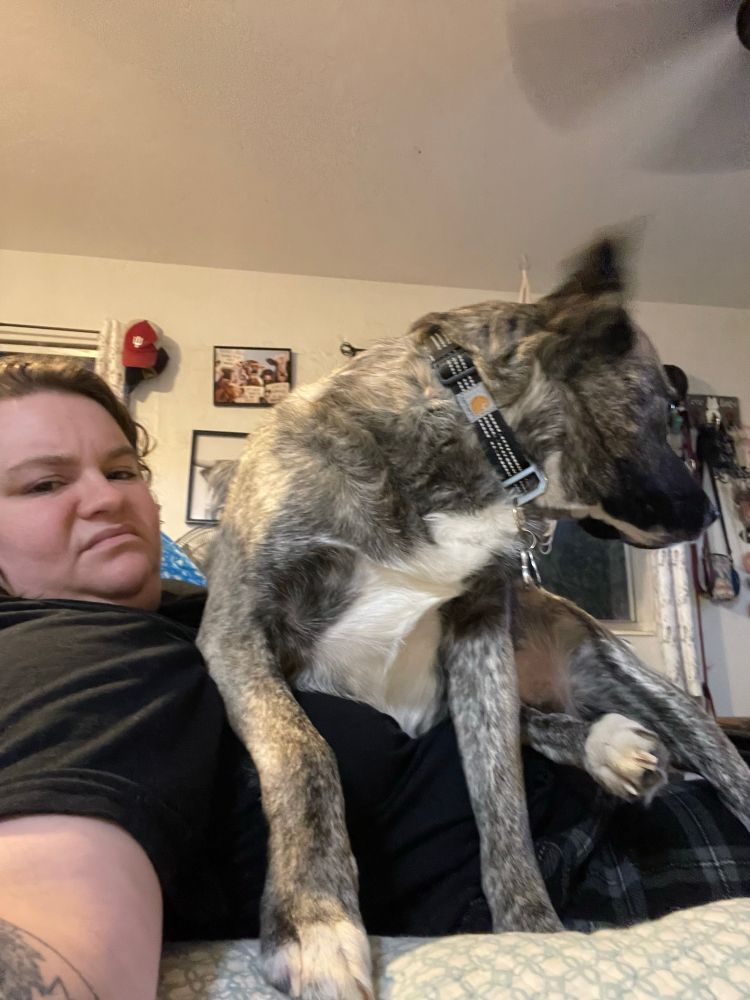 A dog is sitting uncomfortably in a girls lap and blocking her view of the tv 