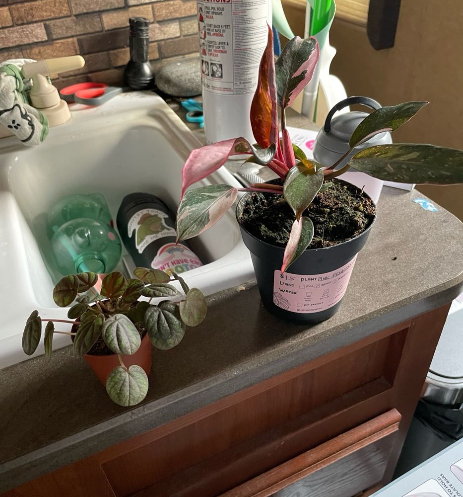 Picture of two plants on a kitchen sink counter. 