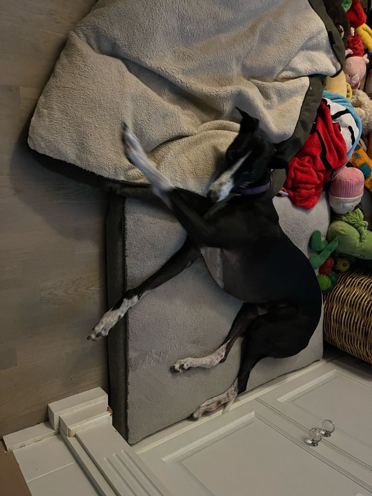 A black and white greyhound laying on her side on a dog bed, glaring at me with her ears up. She is pawing the air as if demanding some attention