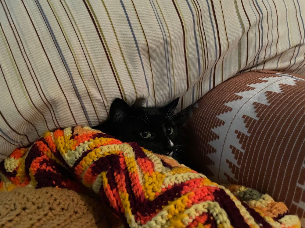 Lovely tuxedo cat peeks out from a nest of blankets and pillows.