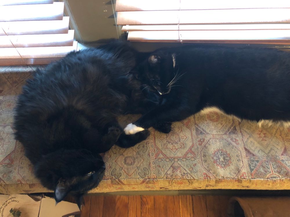 Lovely black cat and lovely tuxedo cat are snuggling on a window seat with the tuxedo cat’s head resting by the black cat’s bum and the tuxedo cat’s little white paw extended to touch the black cat’s paw. 