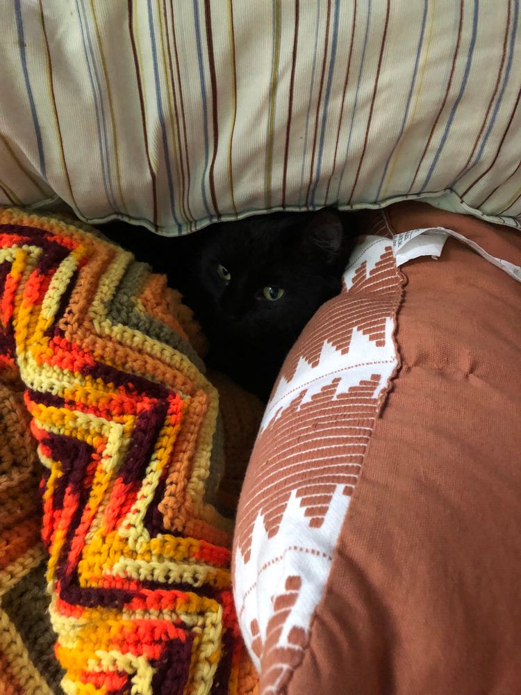 Lovely black cat ensconced in the same nest.