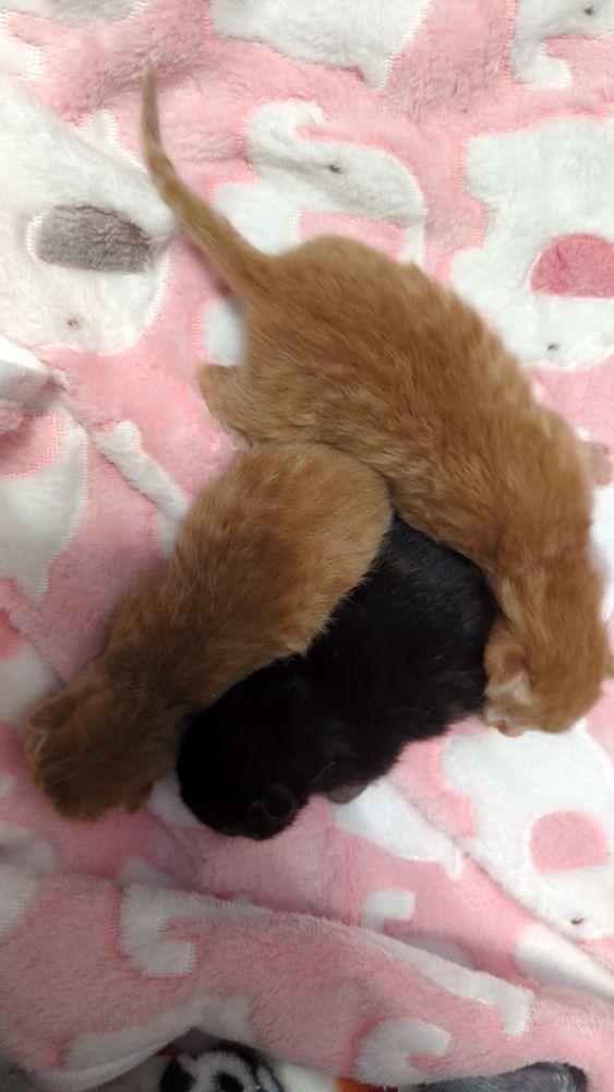 3 small kittens in a pile. Two of them are orange and one is black.