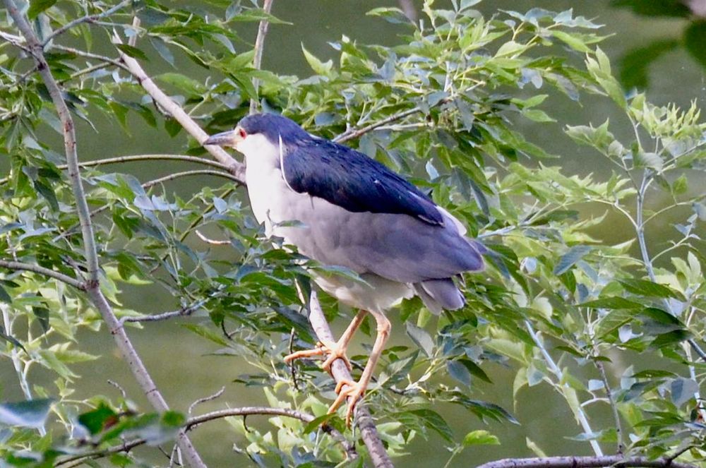 Black-crowned Night-Heron perched on ash tree branches.