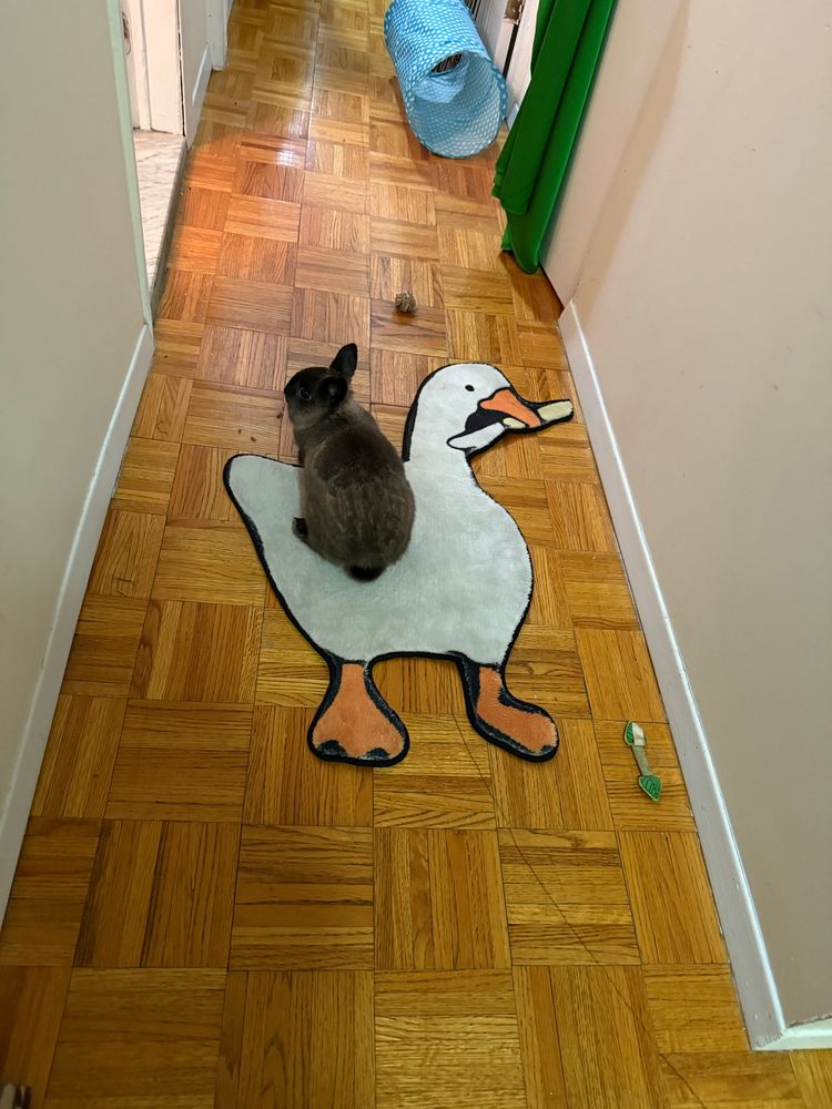Small grey rabbit sitting on a small area rug that’s shaped like a white goose holding a knife.