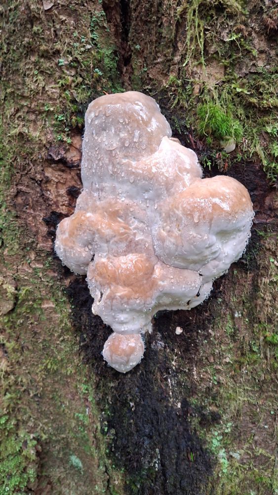 A beige-whitish blob of  a bracket fungi beginning to form on the side of a tree.