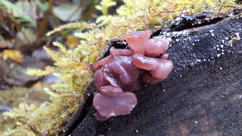 An extreme close-up of the main large bundle.