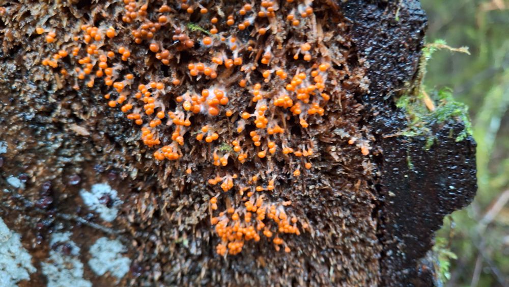 A fairly close-up shot of orange slime mold growing on a log. The darker outer bark is visible, giving a sense of scale.