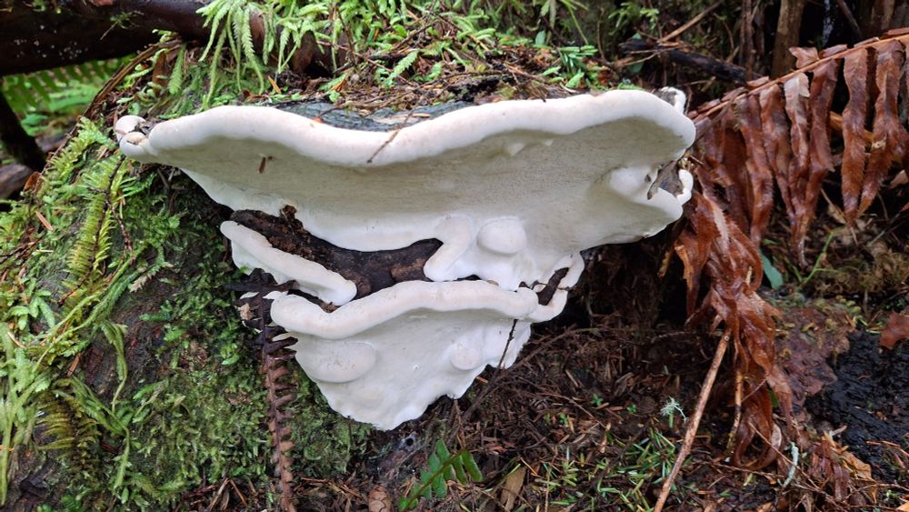 A very mature bracket fungus on the side of a stump. It has a dark brown top and starkly white rim and underside.