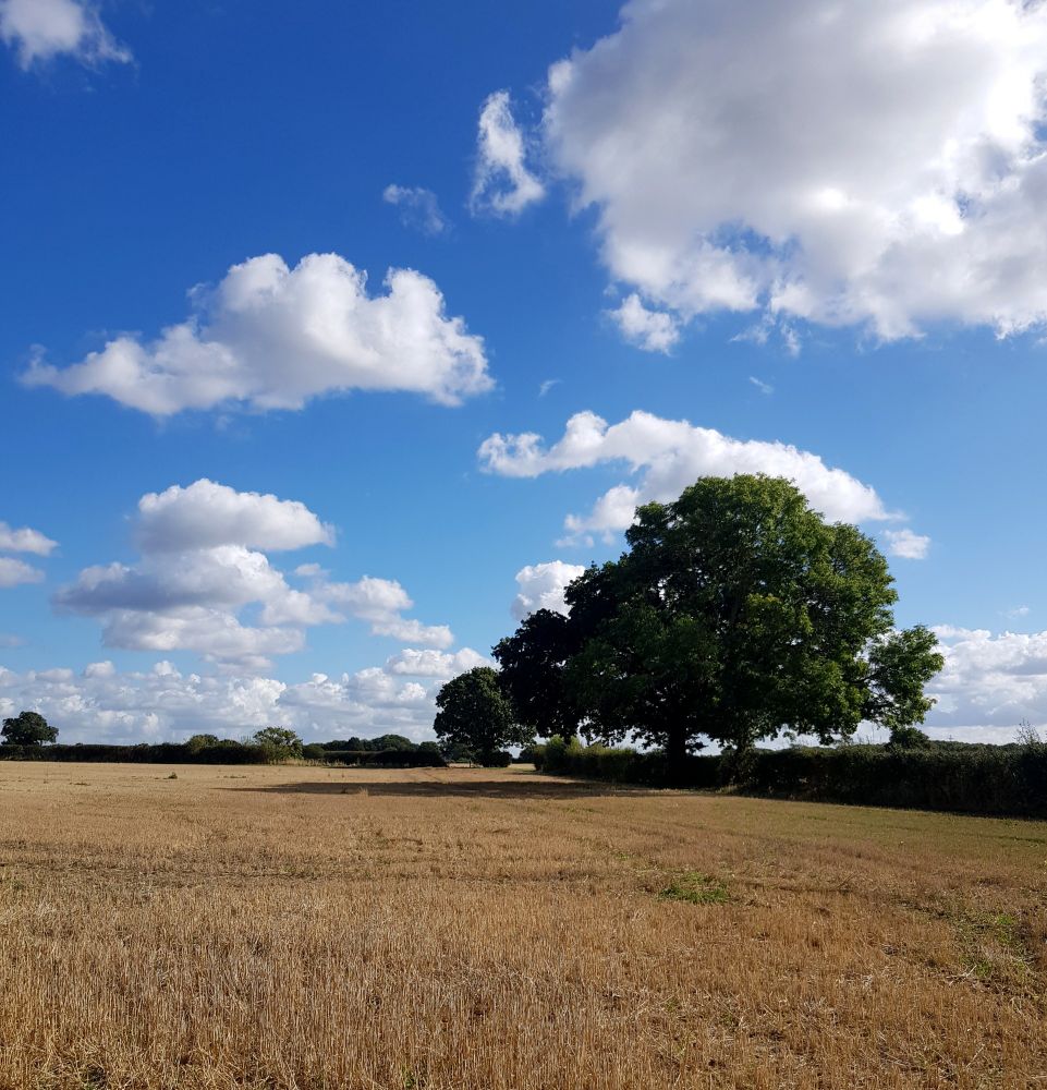 Photo shows an English Oak tree in a stubble cornfield. The sky above is bright blue, with many clouds floating across. 