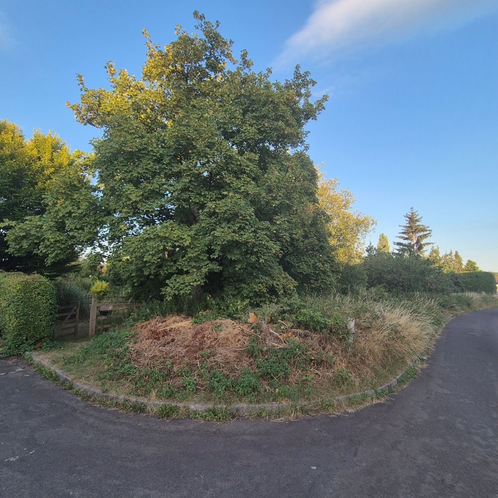 Scene showing a tree. On front of the tree is a pile of shrubbery. Well hidden in the shrubbery is a ginger cat