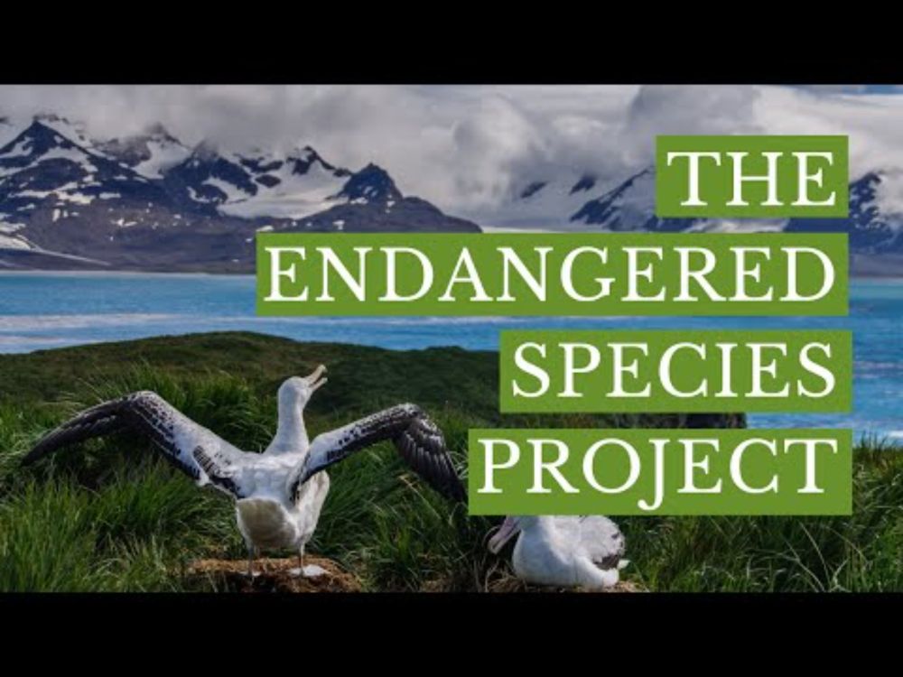 Endangered Species Project with Julia Galloway