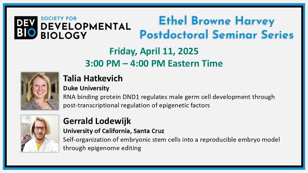Society for Developmental Biology Ethel Browne Harvey Postdoctoral Seminar Series
Friday, April 11, 2025, 3:00pm - 4:00 pm Eastern Time
Talia Hatkevich (Duke University)
RNA binding protein DND1 regulates male germ cell development through post-transcriptional regulation of epigenetic factors
Gerrald Lodewijk (University of California, Santa Cruz)
Self-organization of embryonic stem cells into a reproducible embryo model through epigenome editing