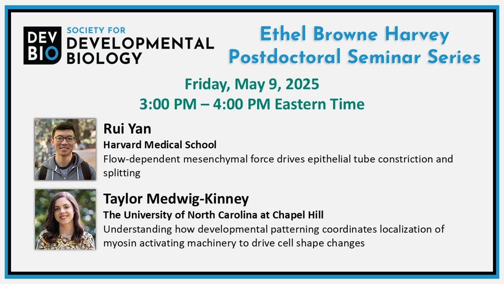 Society for Developmental Biology Ethel Browne Harvey Postdoctoral Seminar Series
Friday, May 9, 2025, 3:00pm - 4:00 pm Eastern Time
Rui Yan (Harvard Medical School)
Flow-dependent mesenchymal force drives epithelial tube constriction and splitting
Taylor Medwig-Kinney (The University of North Carolina at Chapel Hill)
Understanding how developmental patterning coordinates localization of myosin activating machinery to drive cell shape changes