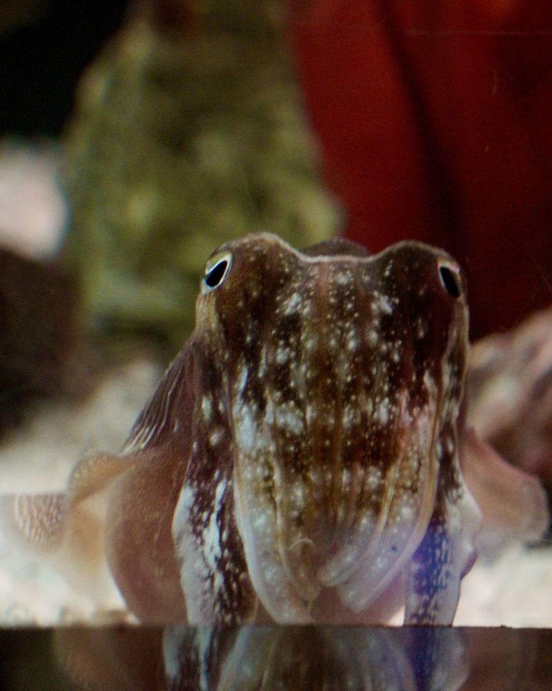 Small cuttlefish looking out of aquarium