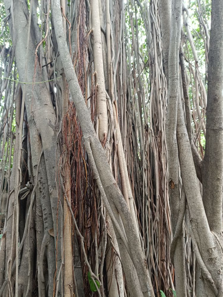 Banyan tree trunks growing vertically, Sri Ramanasramam, Tiruvannamalai, Tamil Nadu, India.